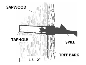 How to Tap Trees for Optimal Sap Production