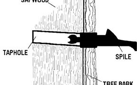 How to tap trees for optimal sap production