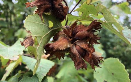 An introduction to hazelnuts in Wisconsin
