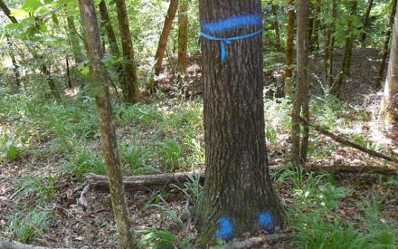 What do the different paint colors mean?