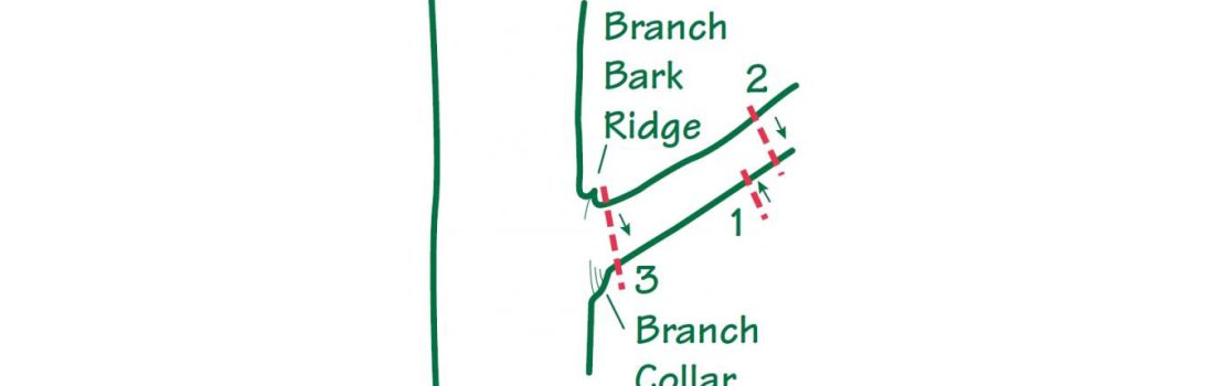 correct pruning steps