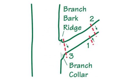 Improving your trees through pruning