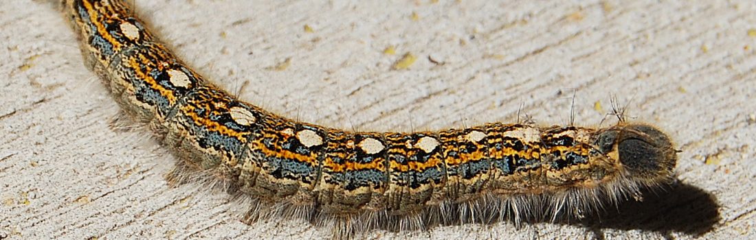 Forest tent caterpillar