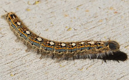 Sugarbush Forest Health—Pests and Diseases