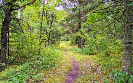 Get a free Forest Stewardship Plan