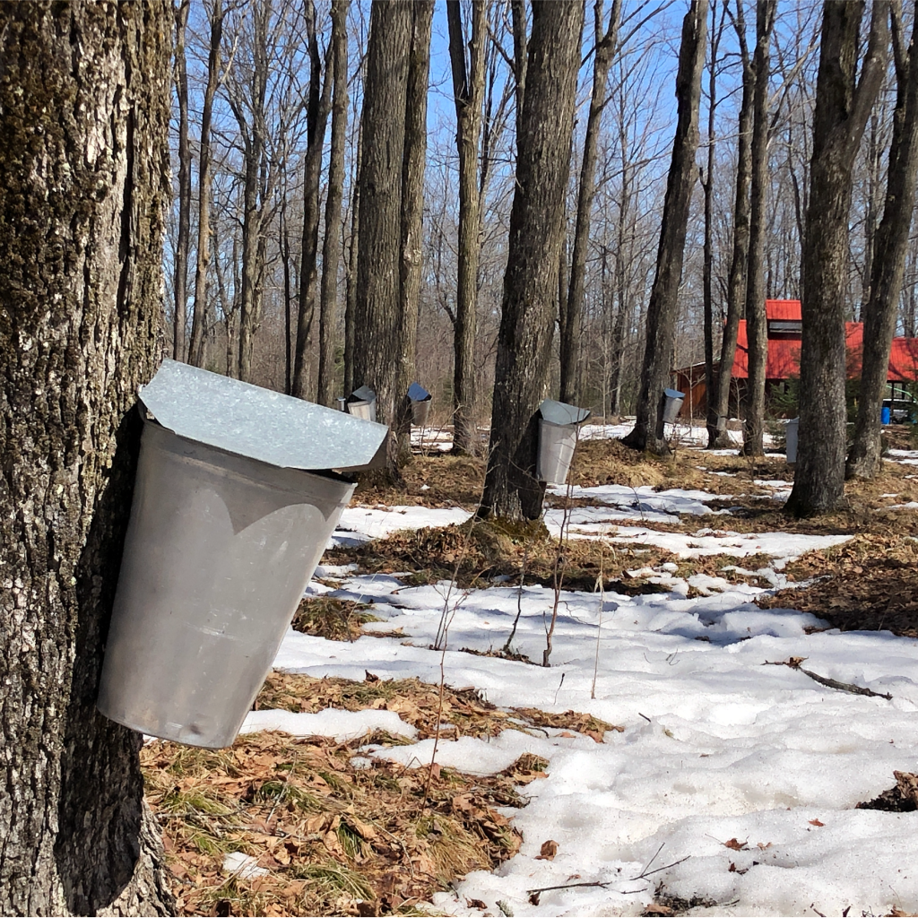 a bucket on a tree to collect maple sap