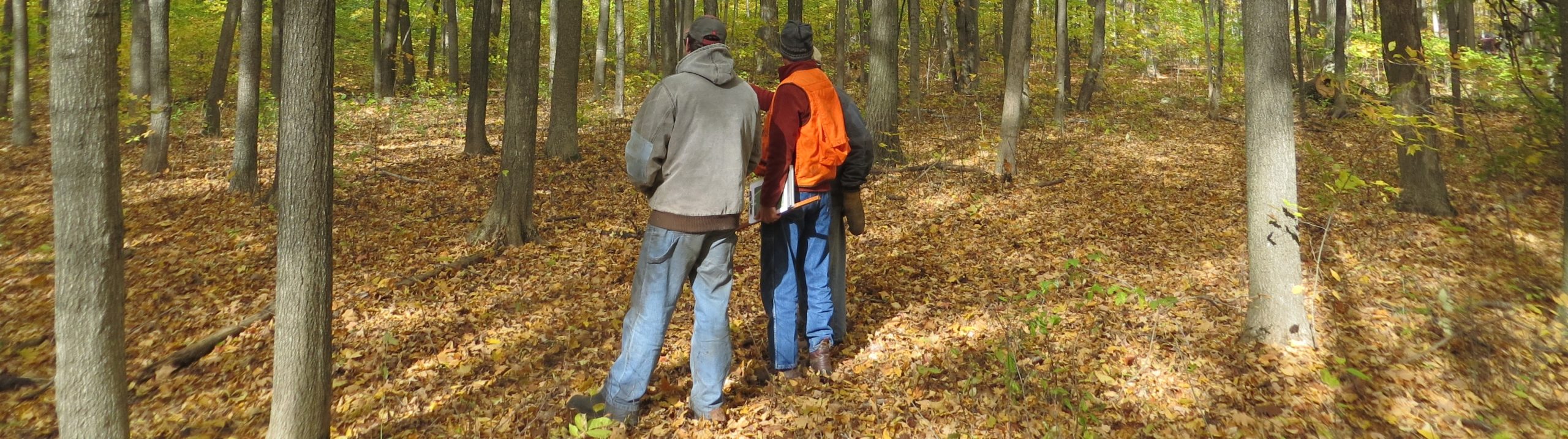 two men looking at trees in a forest