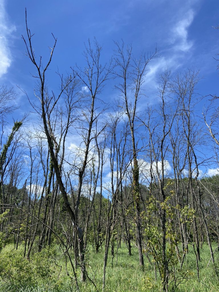 Dead ash trees in summer