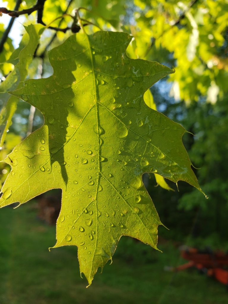 red oak leaf with raindrops on it