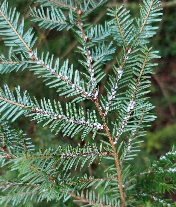 Egg sacs of the hemlock woolly adelgid on a hemlock tree.