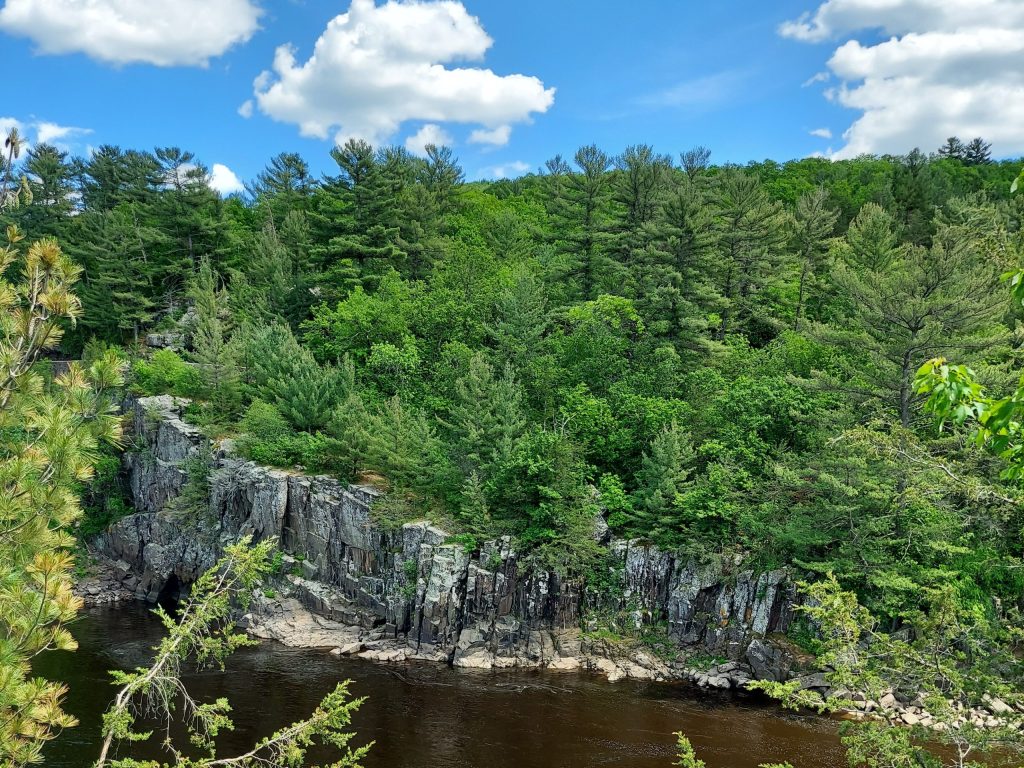 A forest at Interstate State Park