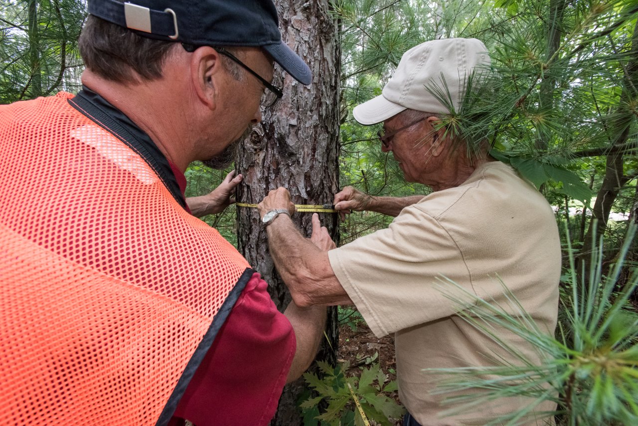 Two men measure the diameter at breast height of a tree