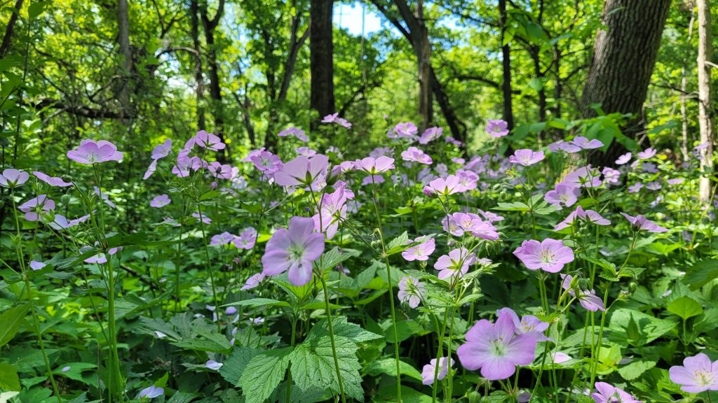 wild geraniums on a forest floor