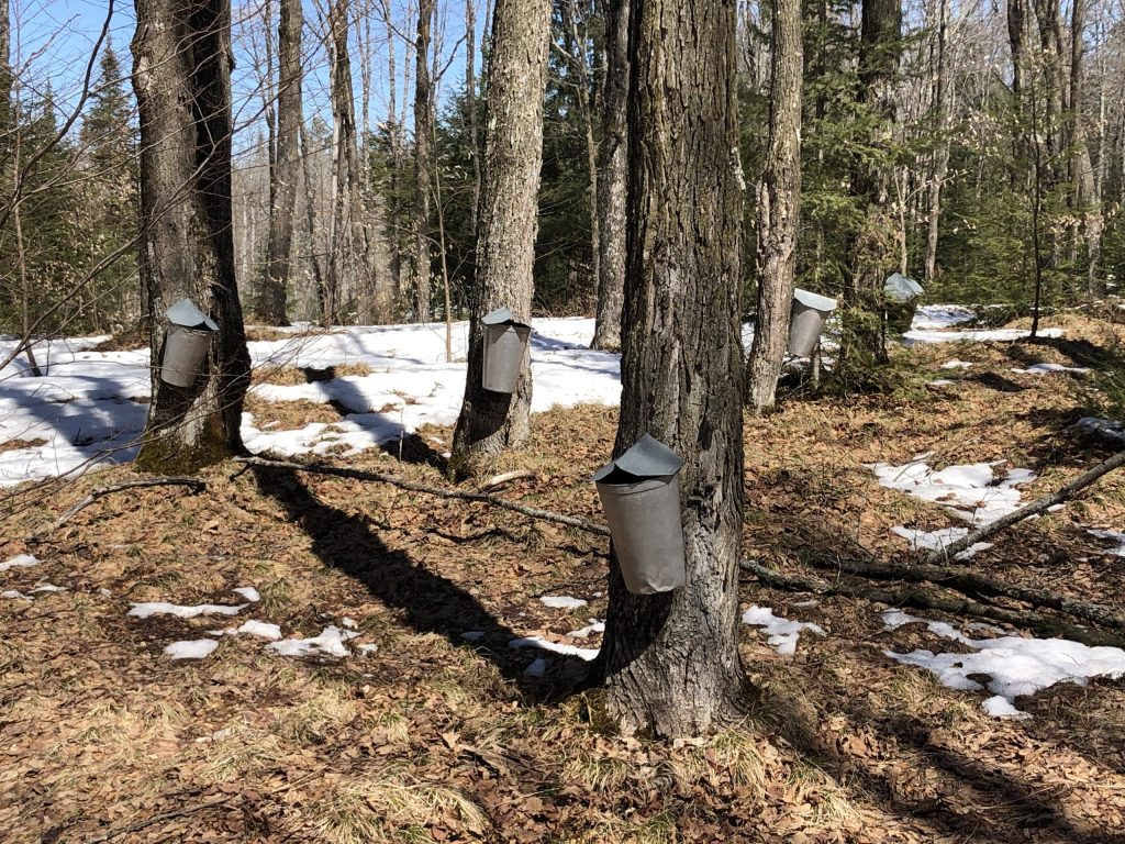 buckets on maple trees with very little snow on ground