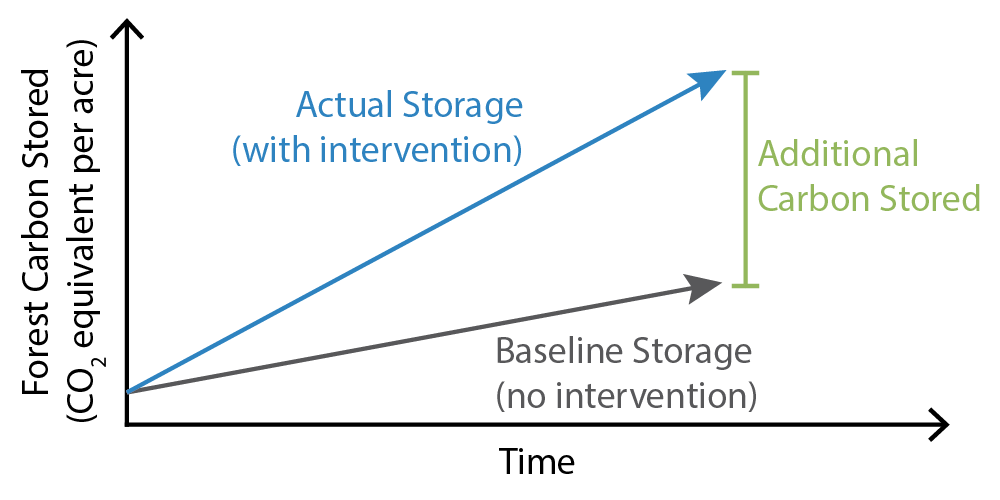 Graph showing that the baseline carbon storage increases over time, so the additional carbon storage is the actual storage minus the baseline storage.