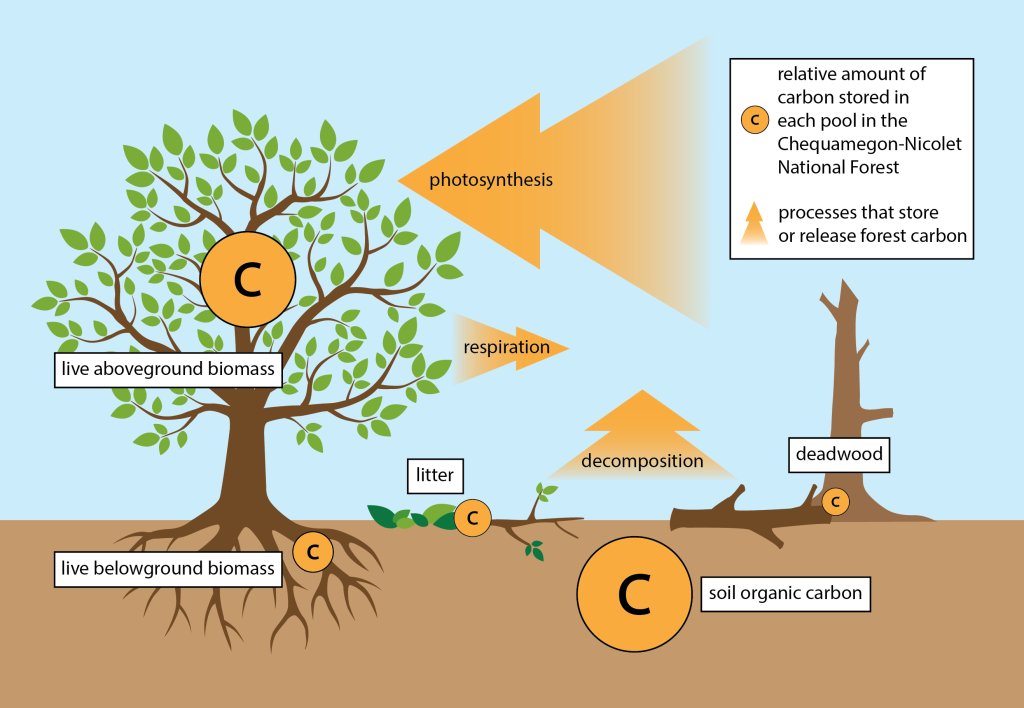 A diagram showing that forests absorb carbon through photosynthesis and release it through respiration and decomposition.