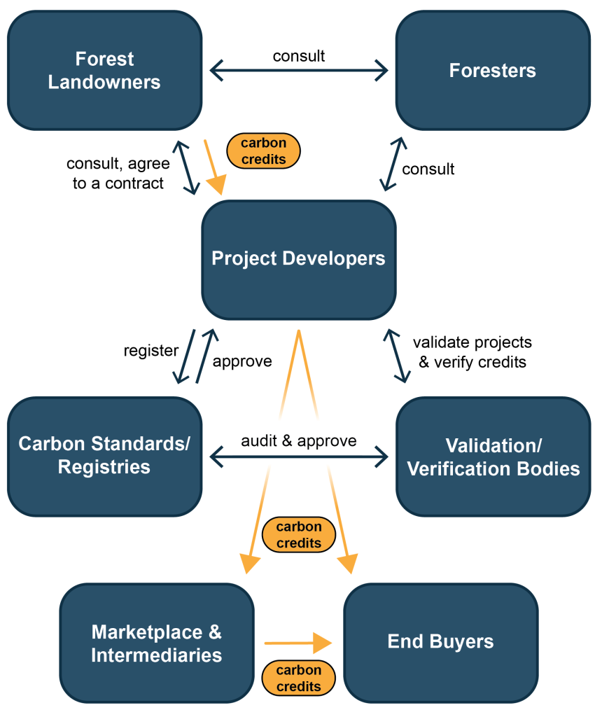 A diagram showing how the various players in forest carbon markets interact with each other.