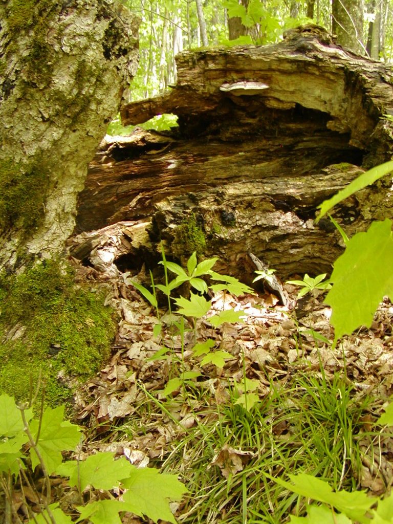 Close-up of a dead log and leaf litter on the ground, with some tree saplings growing.