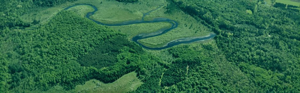 aerial view of a forest and a river