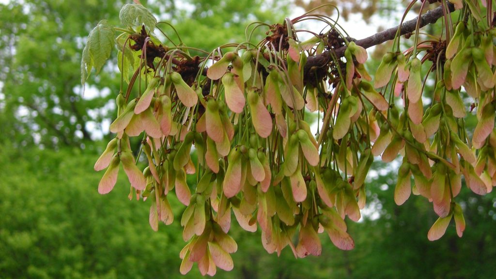 red maple seeds hanging from the tree