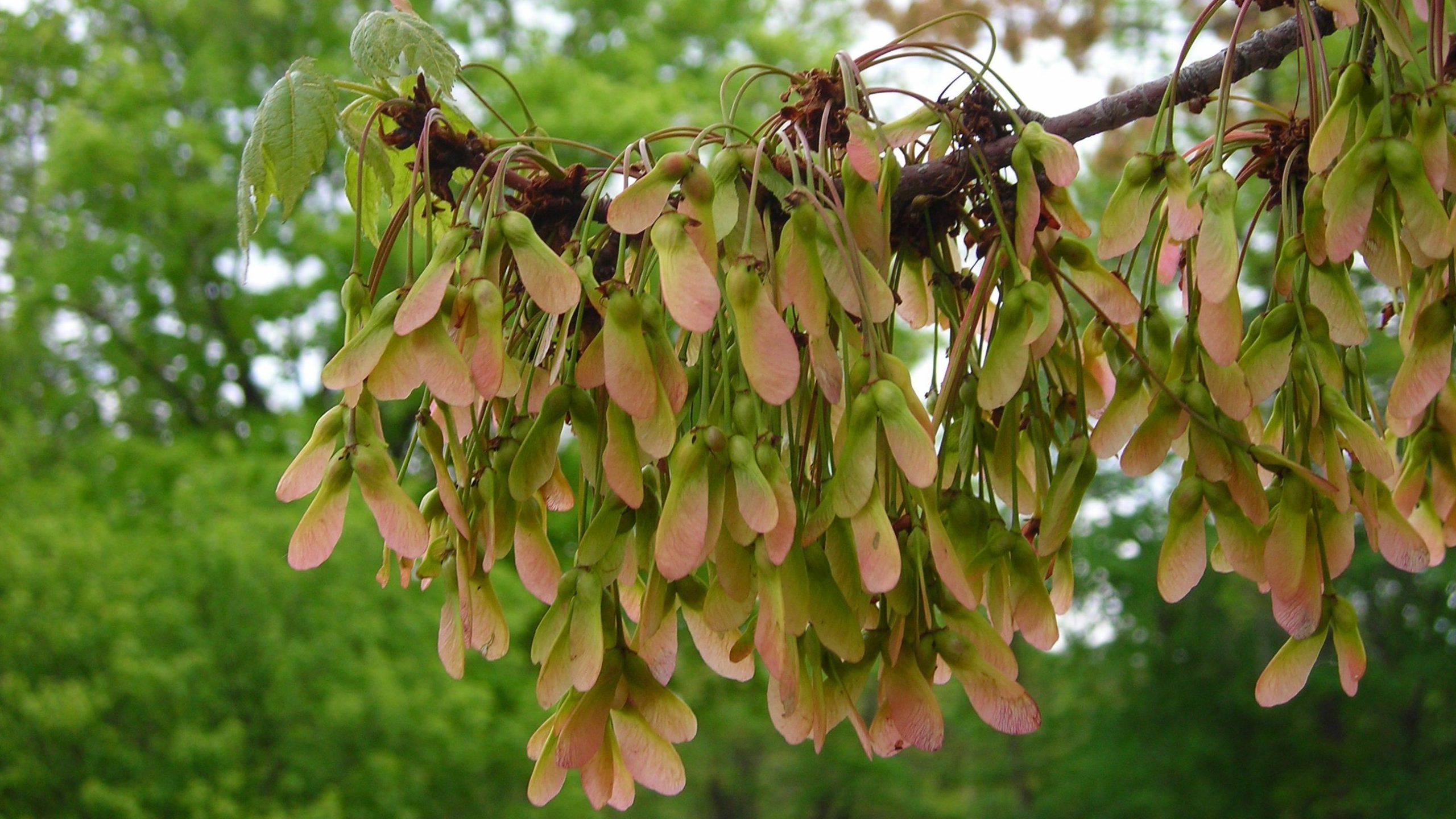 red maple seeds hanging from the tree