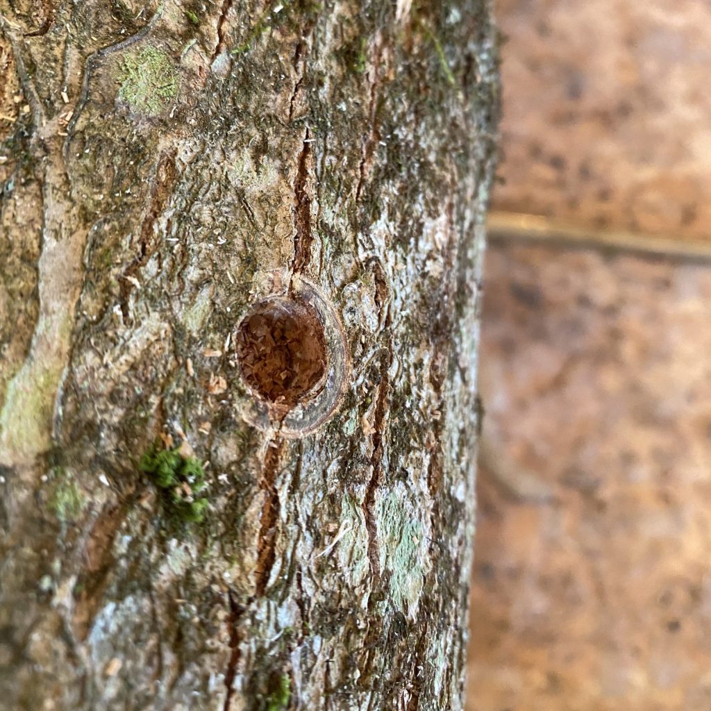 a hole filled with spawn