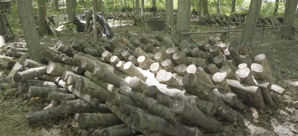 Dozens of logs stacked up in the shade