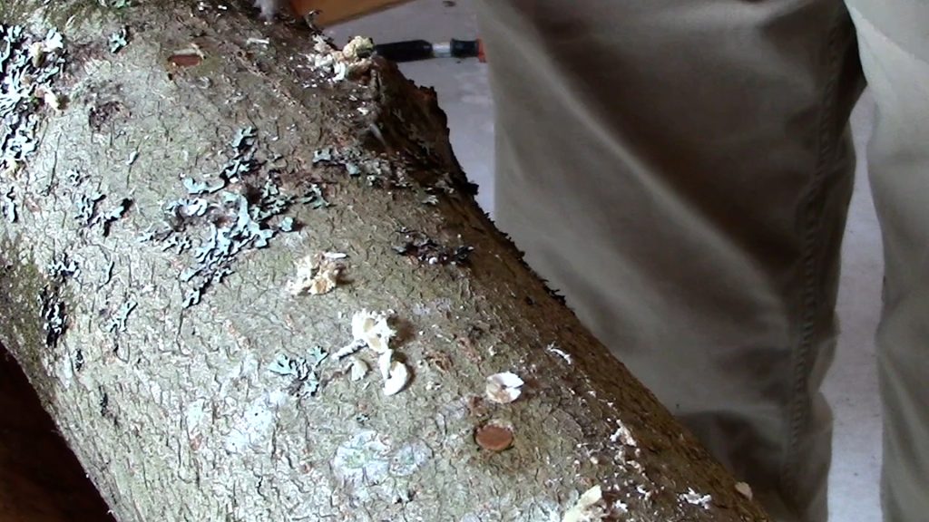 A log with holes filled with plug spawn.