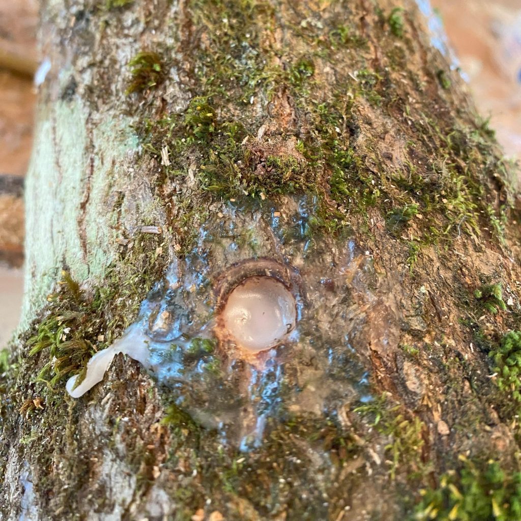 a hole filled with spawn and covered with wax