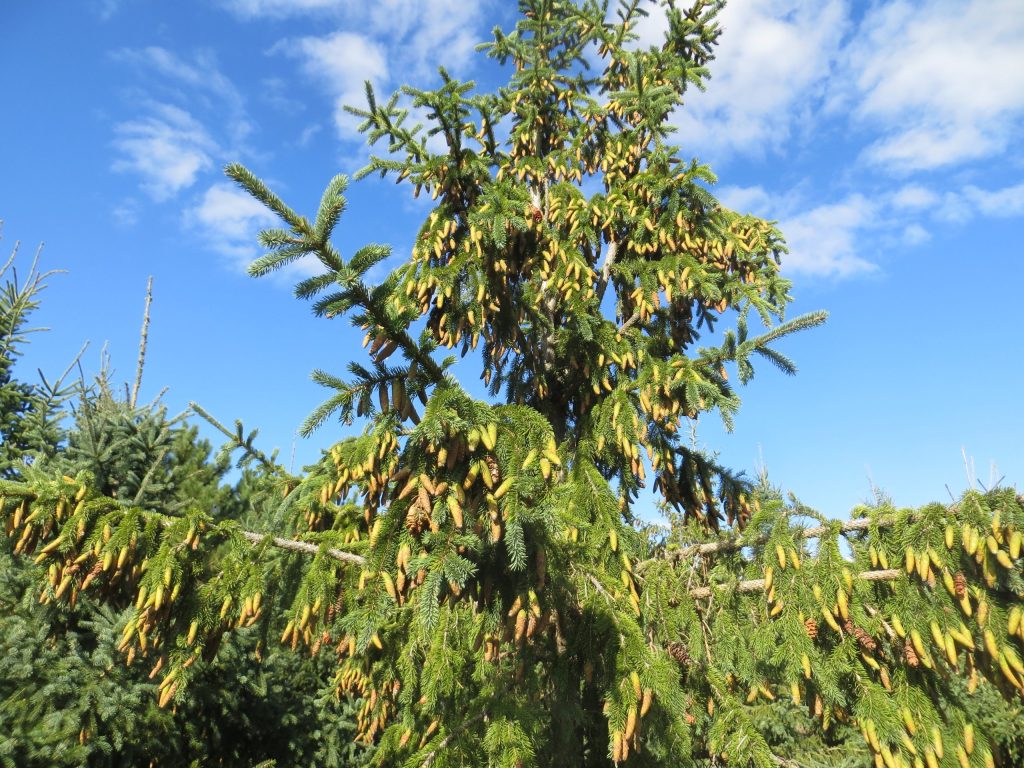 white spruce tree with many mature cones