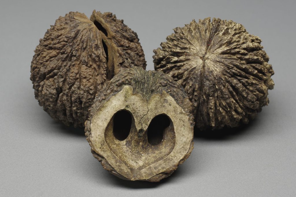 black walnuts