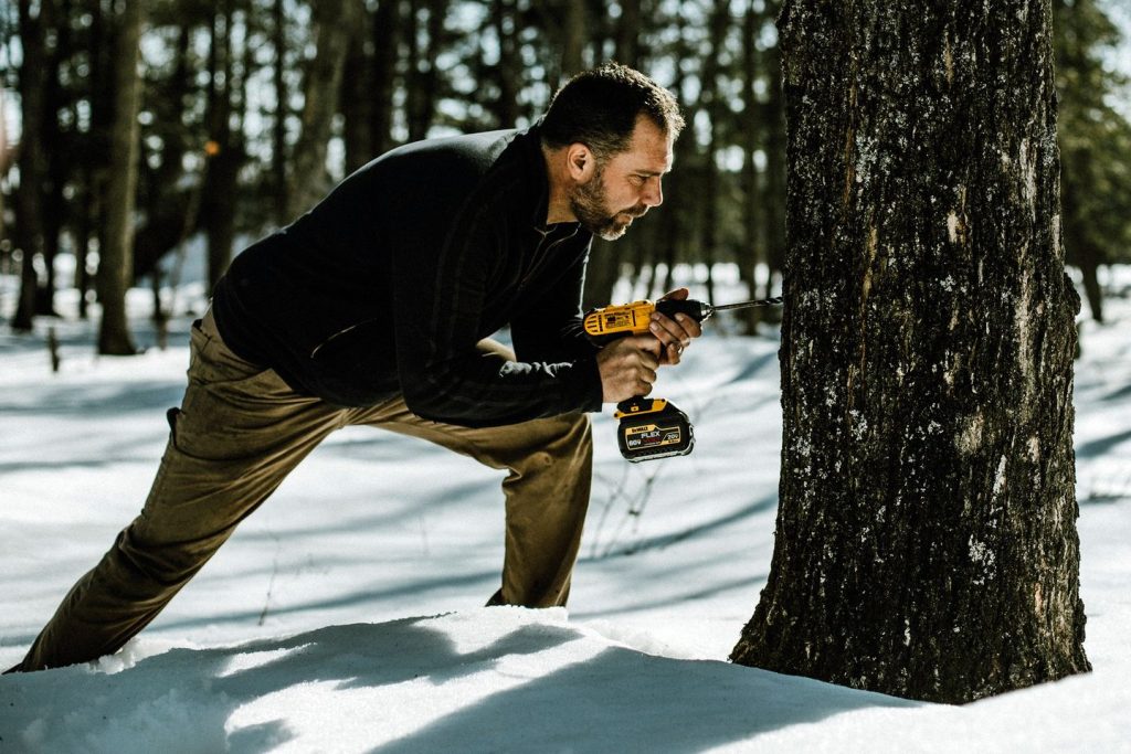 A man drilling a hole in a maple tree to collect sap