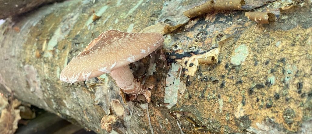 shiitake mushroom emerging from a log