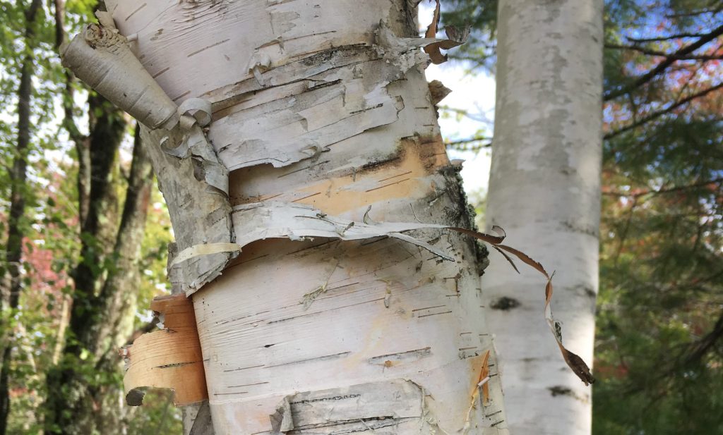 paper birch bark