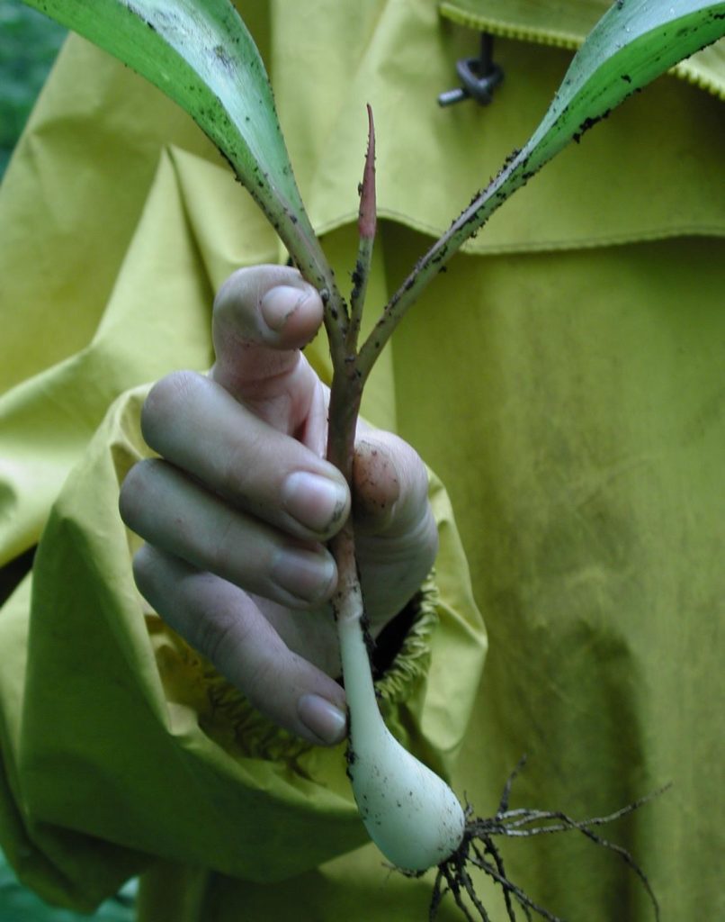 a person holds a recently harvested ramp