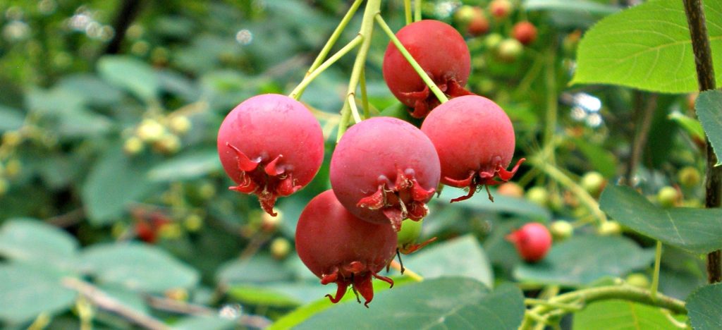 ripe serviceberries