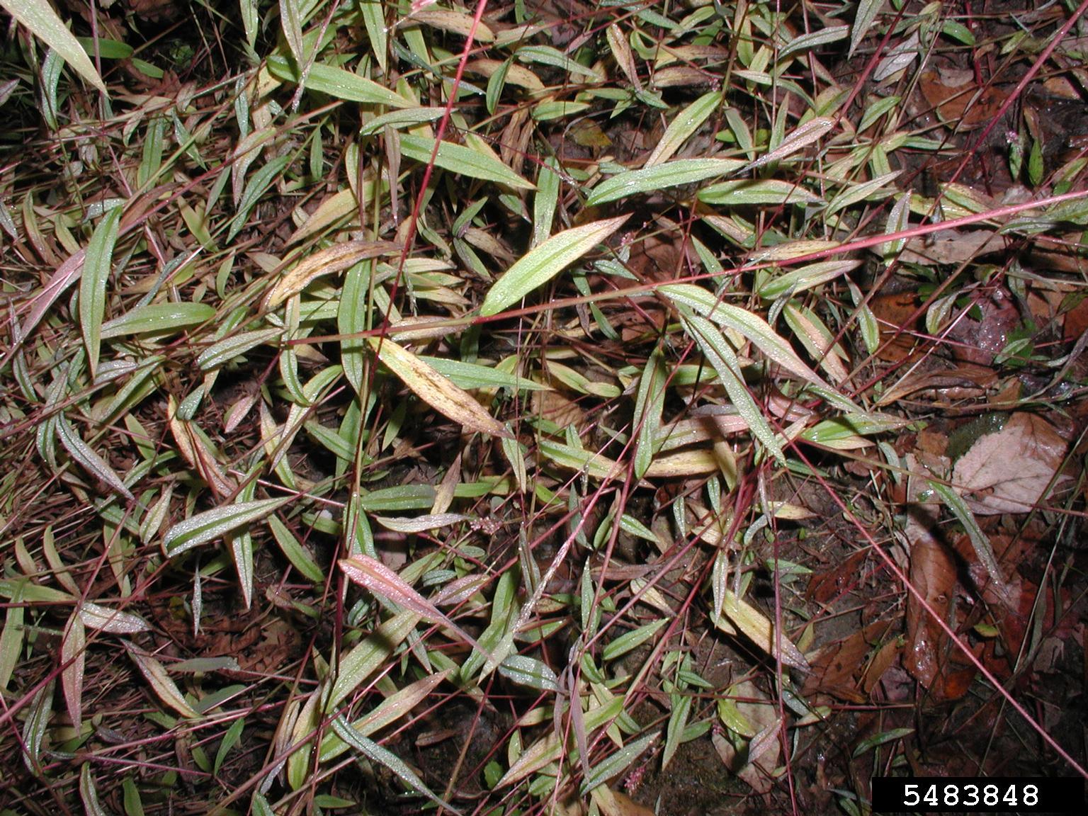 Stiltgrass patch in fall