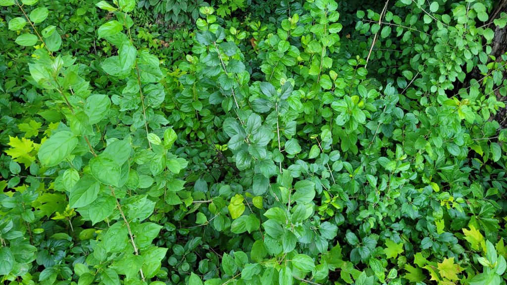 buckthorn thicket