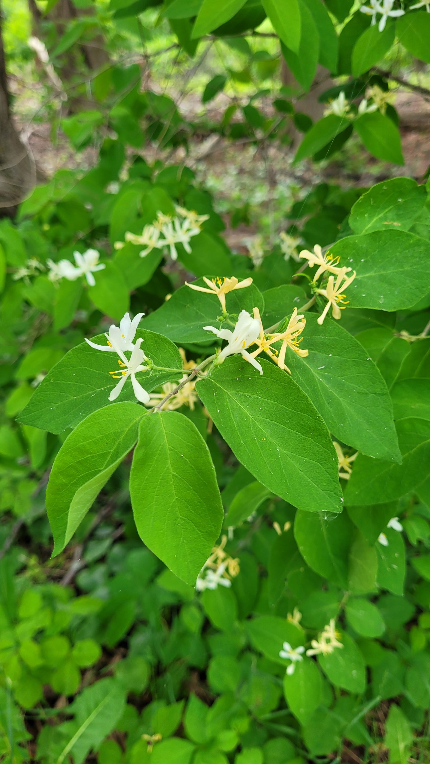 bush honeysuckle with flowers