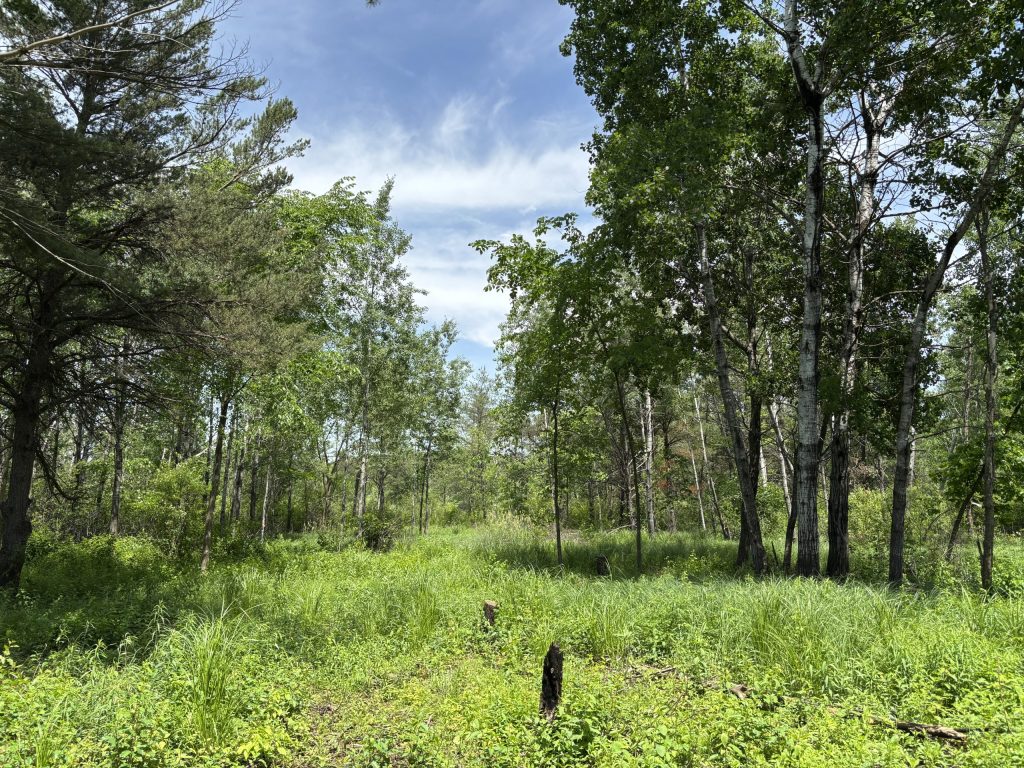 Cleared forest area and sedge meadow