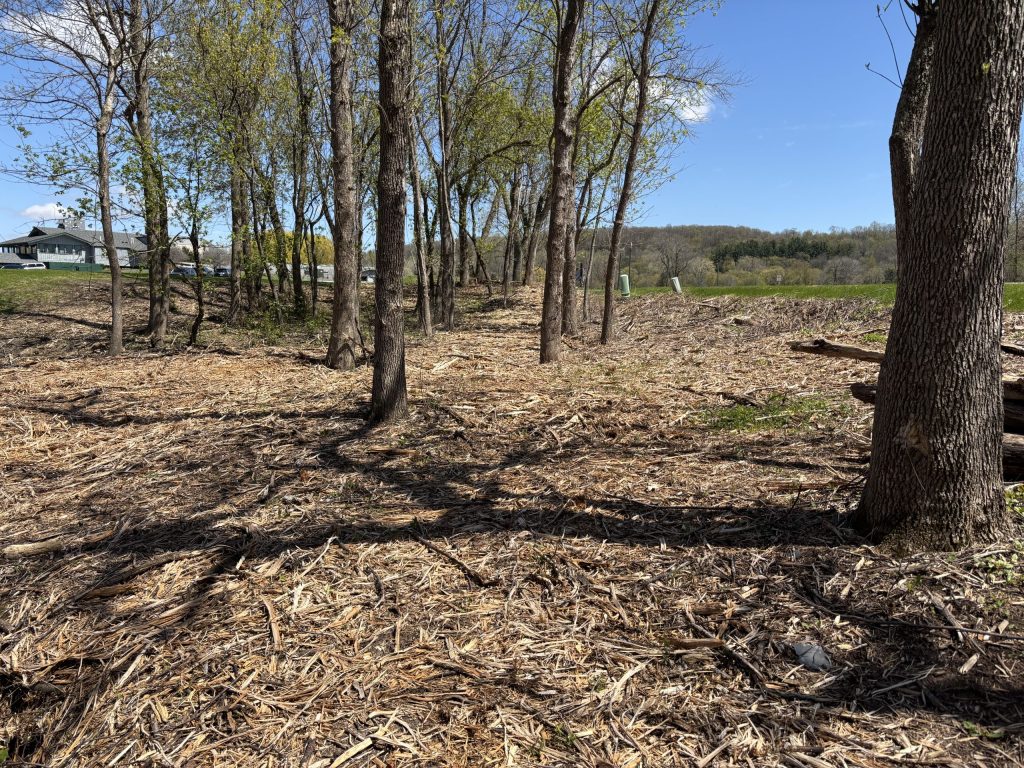 Woody debris covers the ground after a forestry mowing treatment.