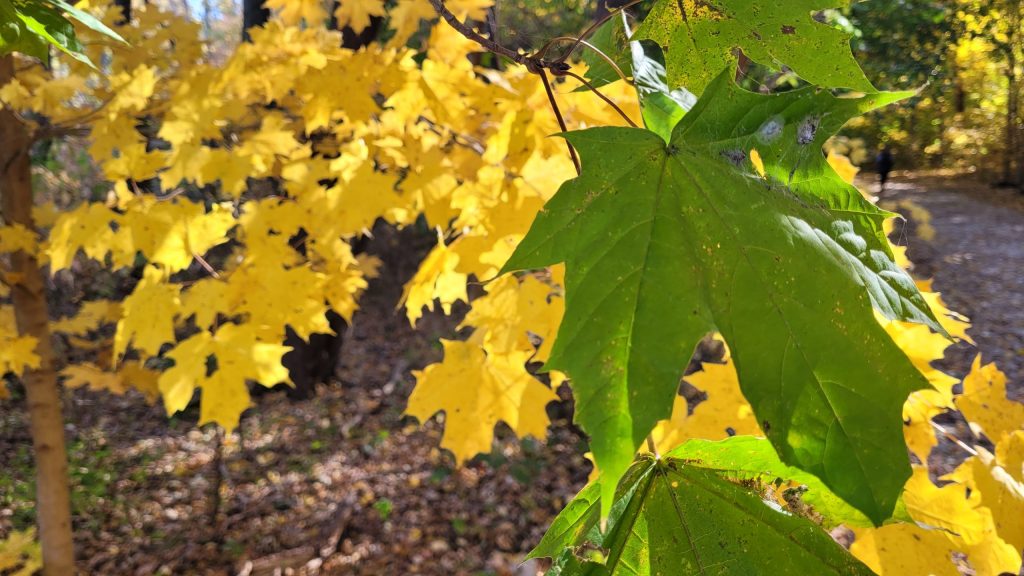 A large green Norway maple leaf in front of many yellow sugar maple leaves