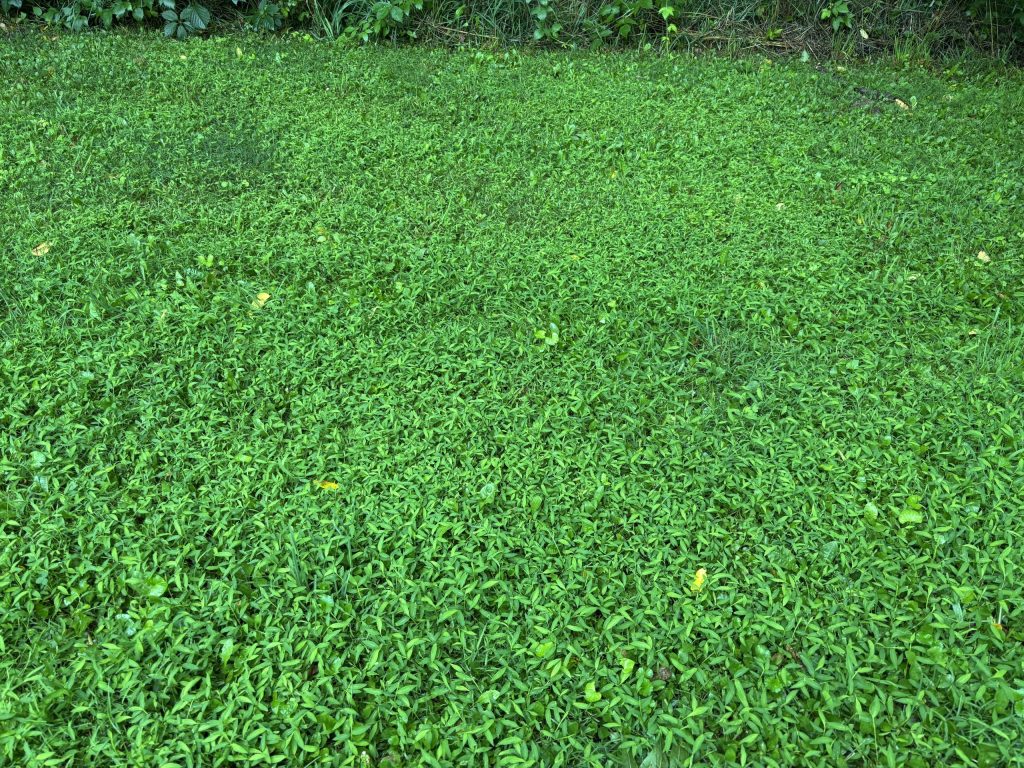 A mat of stiltgrass in summer