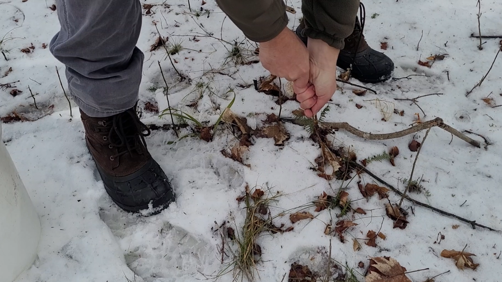 Close-up of a person pulling a honeysuckle sapling out of the snowy ground