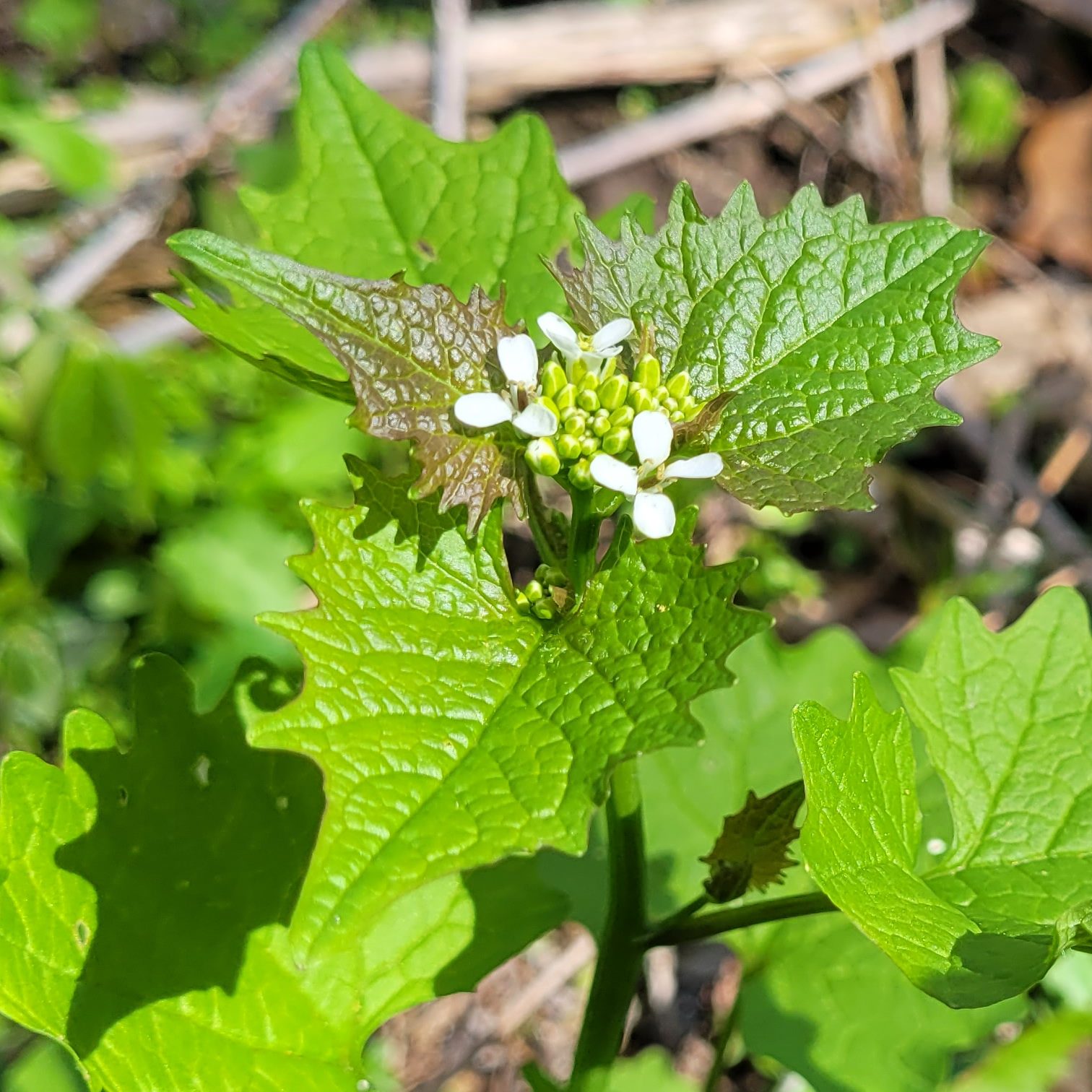 A second-year garlic mustard plant with flowers