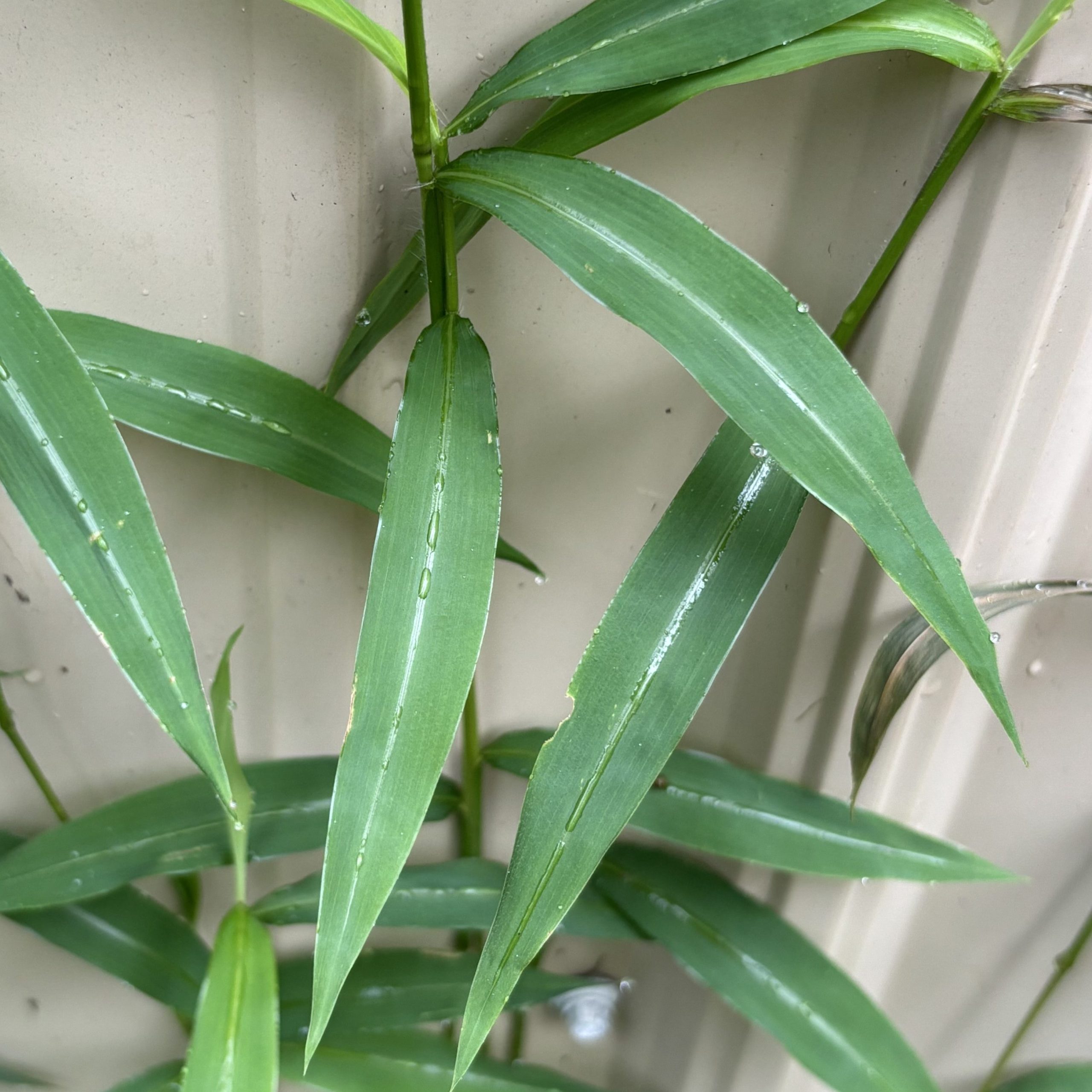 Stiltgrass in Rock County, Wisconsin.