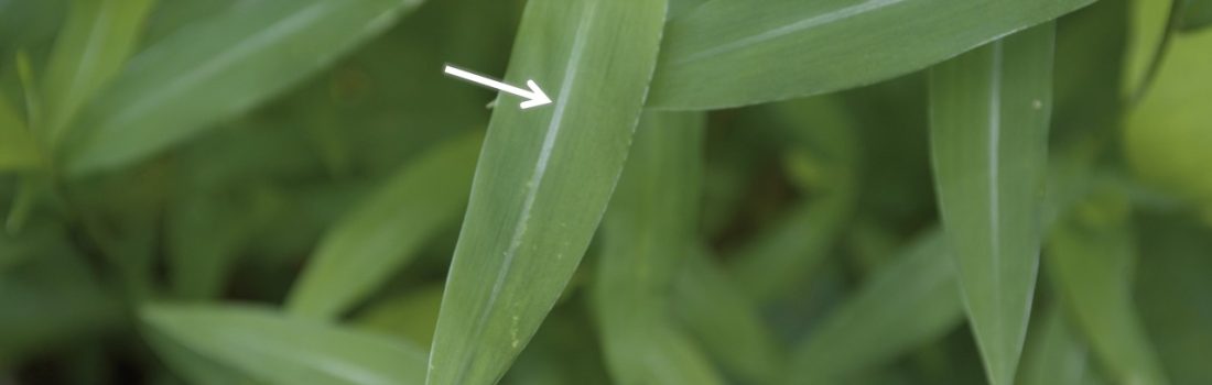 Stiltgrass leaf with an arrow pointing at the silvery midrib