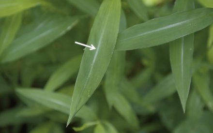 Southern Wisconsin Woodland Stewards Urged to Check for Invasive Stiltgrass