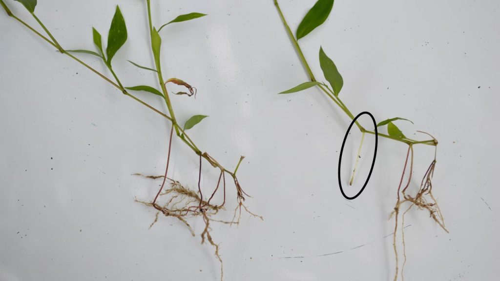 stiltgrass root system with a circle around a rootlet