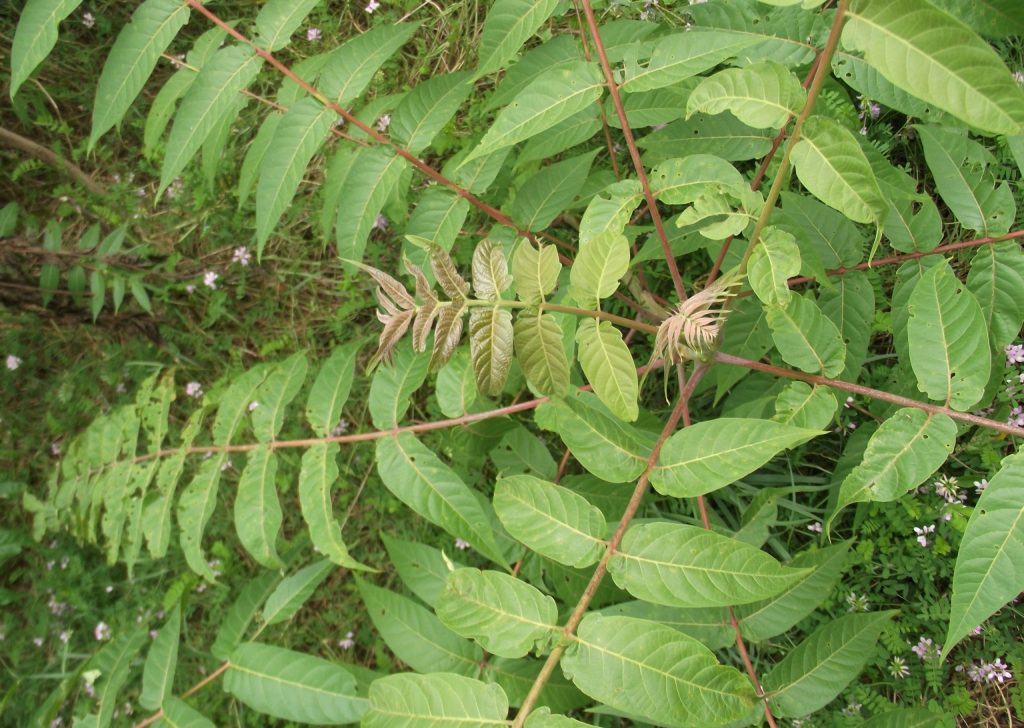 tree-of-heaven leaves